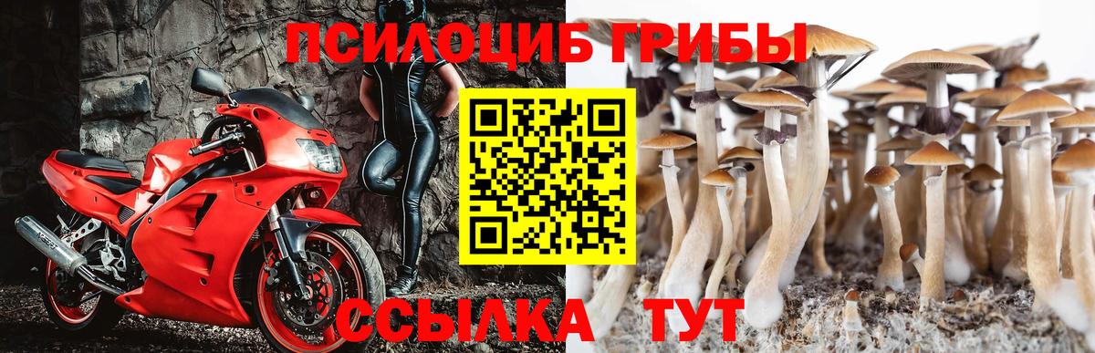 Галлюциногенные грибы Psilocybine cubensis Геленджик